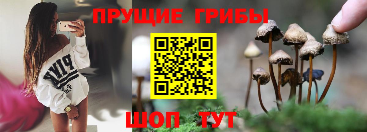 Псилоцибиновые грибы Cubensis Искитим